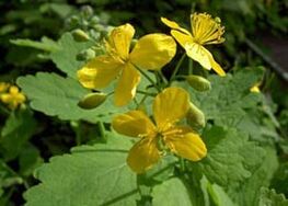Celandine is the most effective plant for getting rid of warts